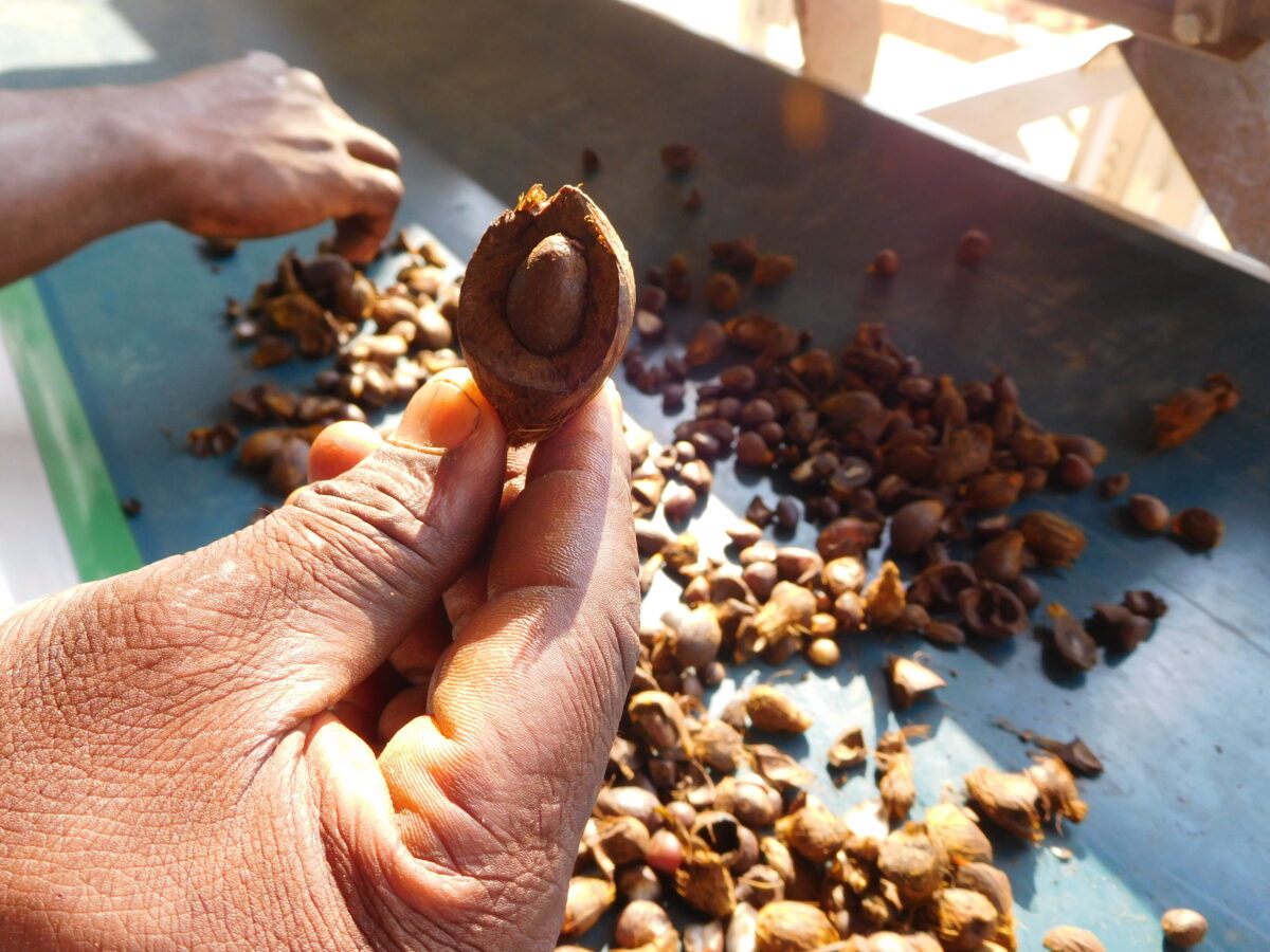 13 020 Junior 6 T Miluna DSCN0195