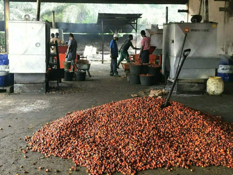 PALMITO huile de palme