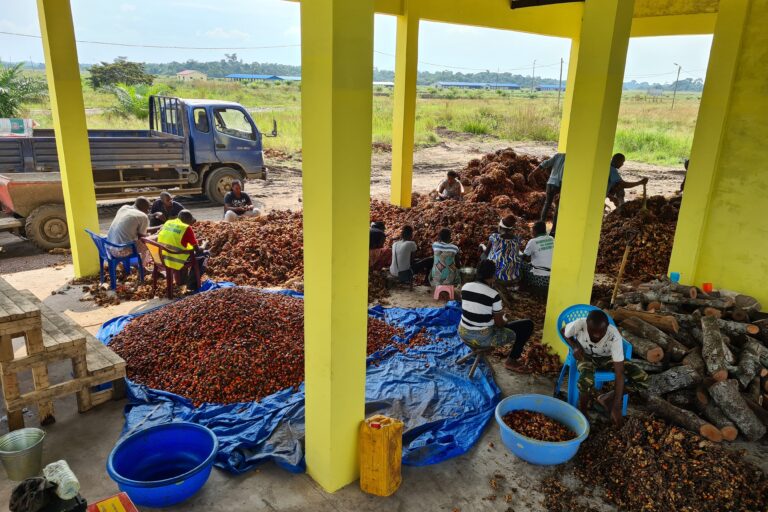 PALMITO triage des fruits