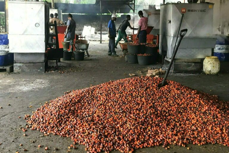 PALMITO huile de palme